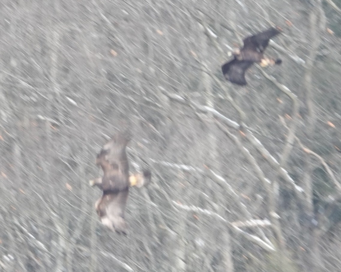 イヌワシ - ML646987677