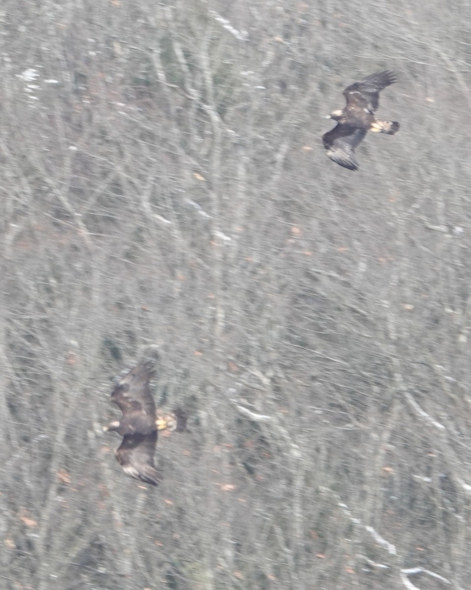 イヌワシ - ML646987678