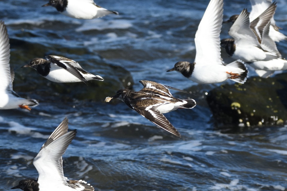 Harri-iraulari arrunta - ML646987681