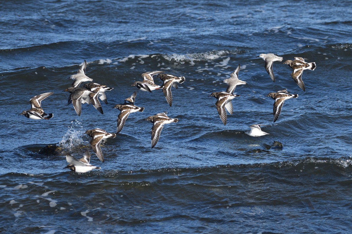 Harri-iraulari arrunta - ML646987683