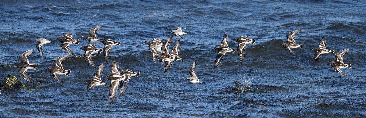 Harri-iraulari arrunta - ML646987684