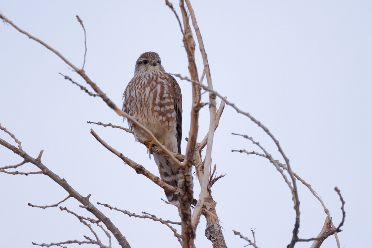 Boz Doğan - ML646987685