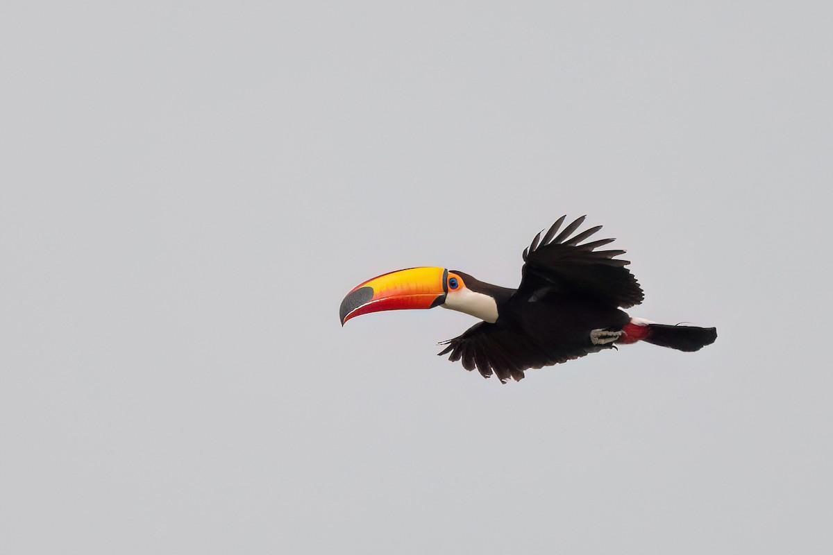 Toco Toucan - ML646987686