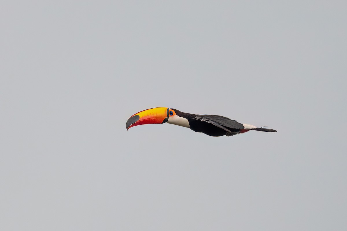 Toco Toucan - ML646987688