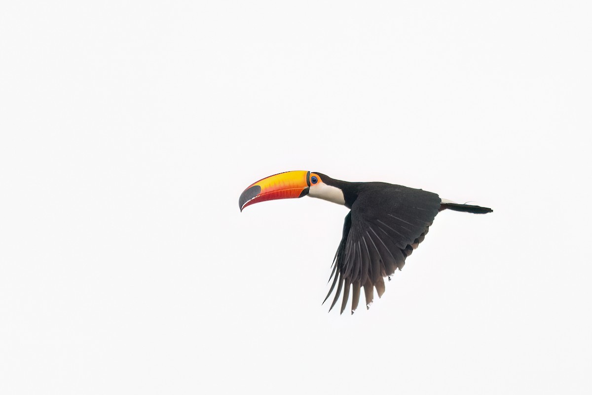 Toco Toucan - ML646987689