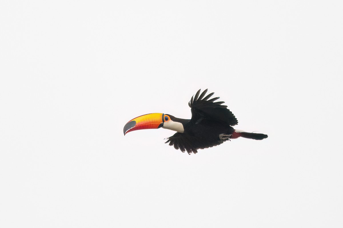 Toco Toucan - ML646987690