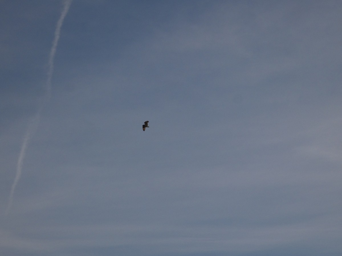 Búho Campestre - ML646987692