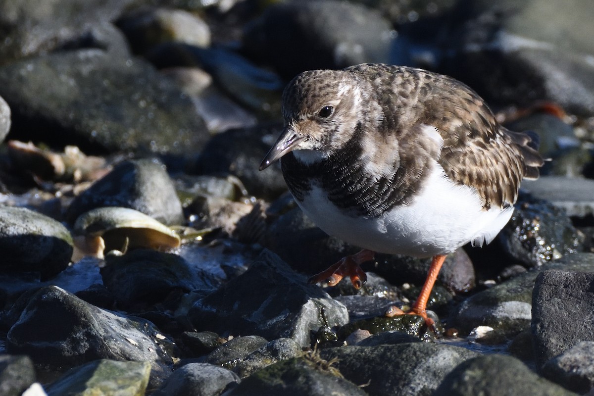 Harri-iraulari arrunta - ML646987696