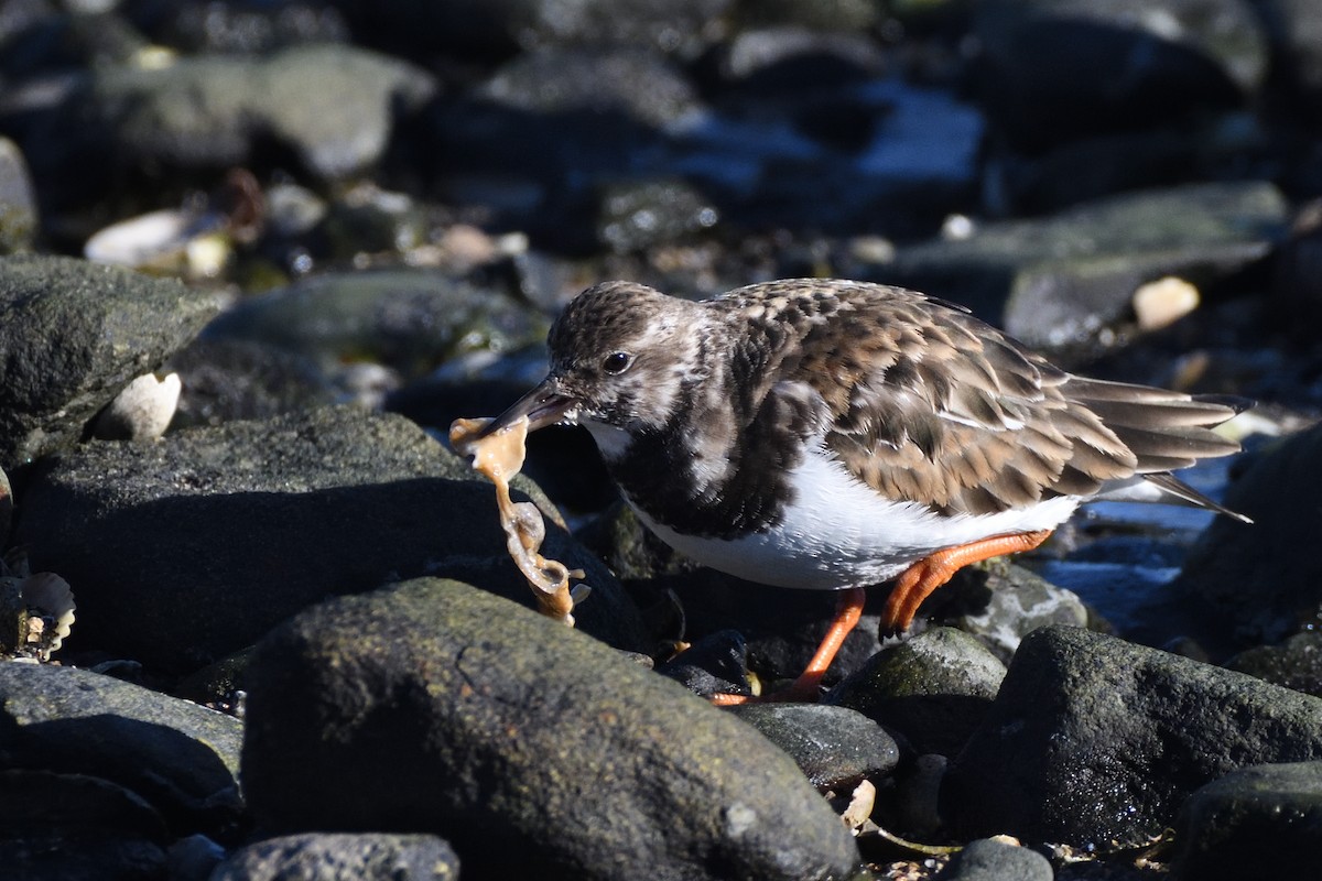 Harri-iraulari arrunta - ML646987697