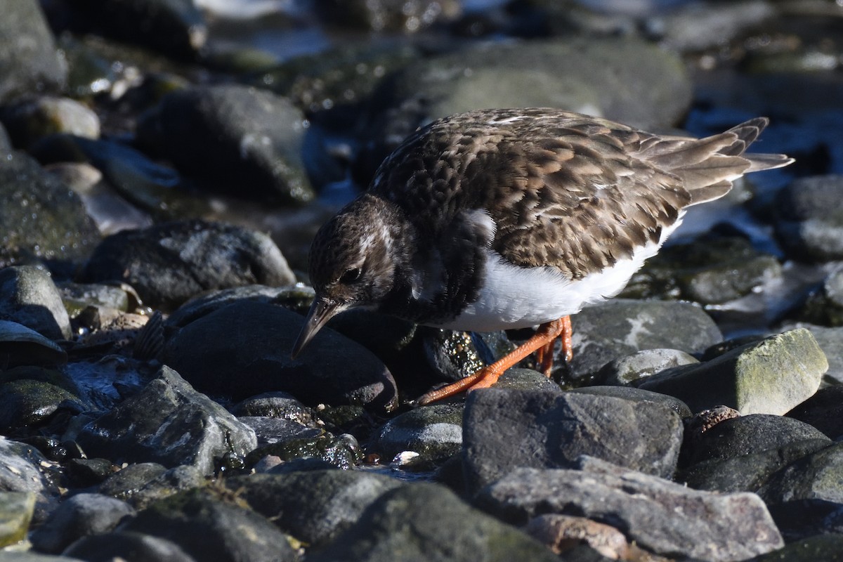 Harri-iraulari arrunta - ML646987698