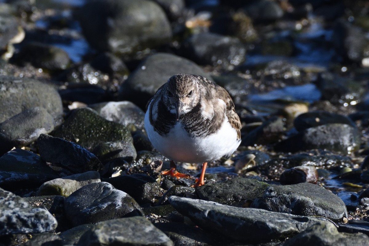 Harri-iraulari arrunta - ML646987699