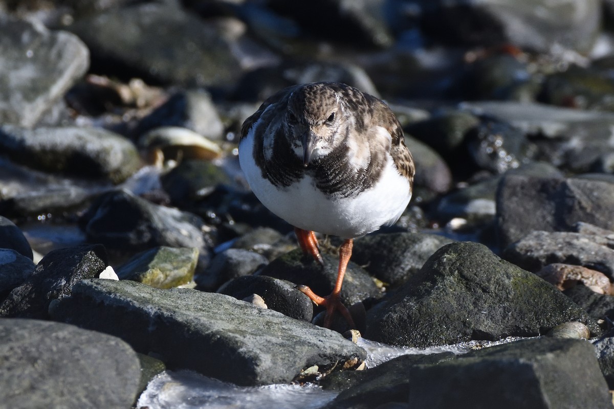 Harri-iraulari arrunta - ML646987700