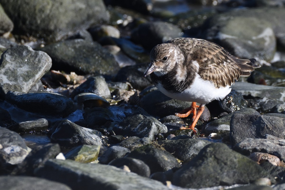 Harri-iraulari arrunta - ML646987701