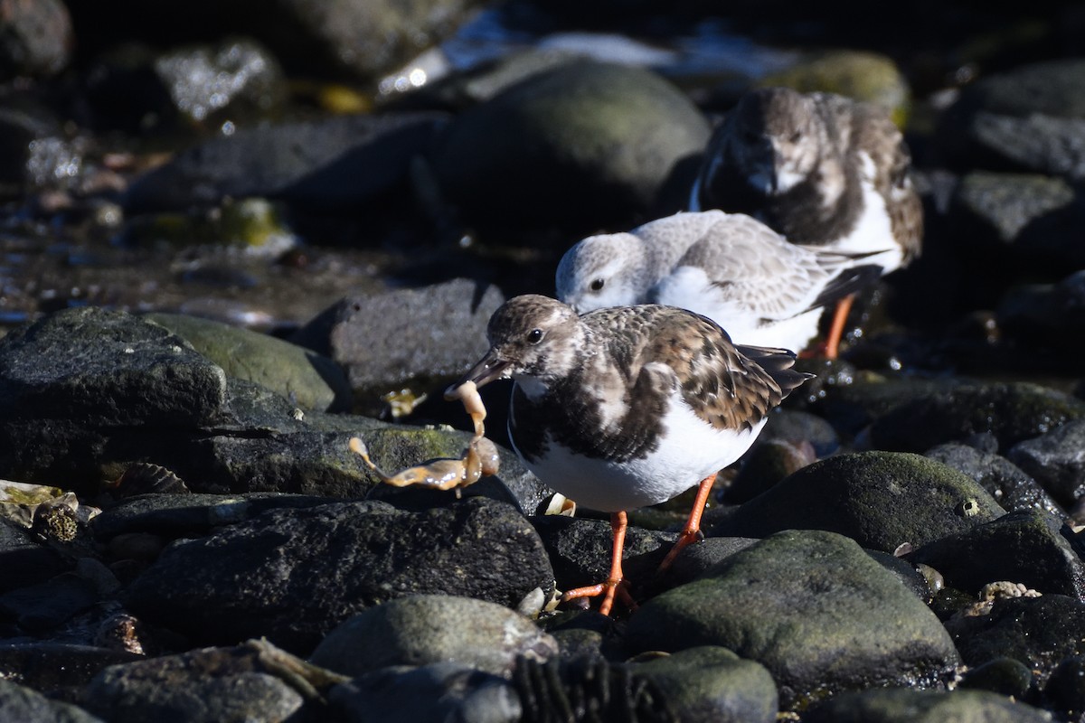 Harri-iraulari arrunta - ML646987702