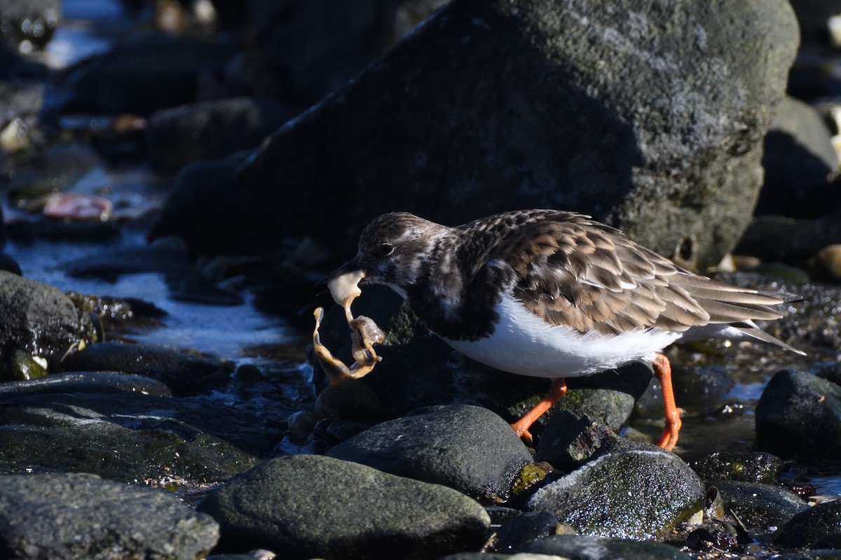 Harri-iraulari arrunta - ML646987703