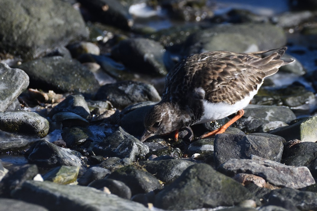 Harri-iraulari arrunta - ML646987704