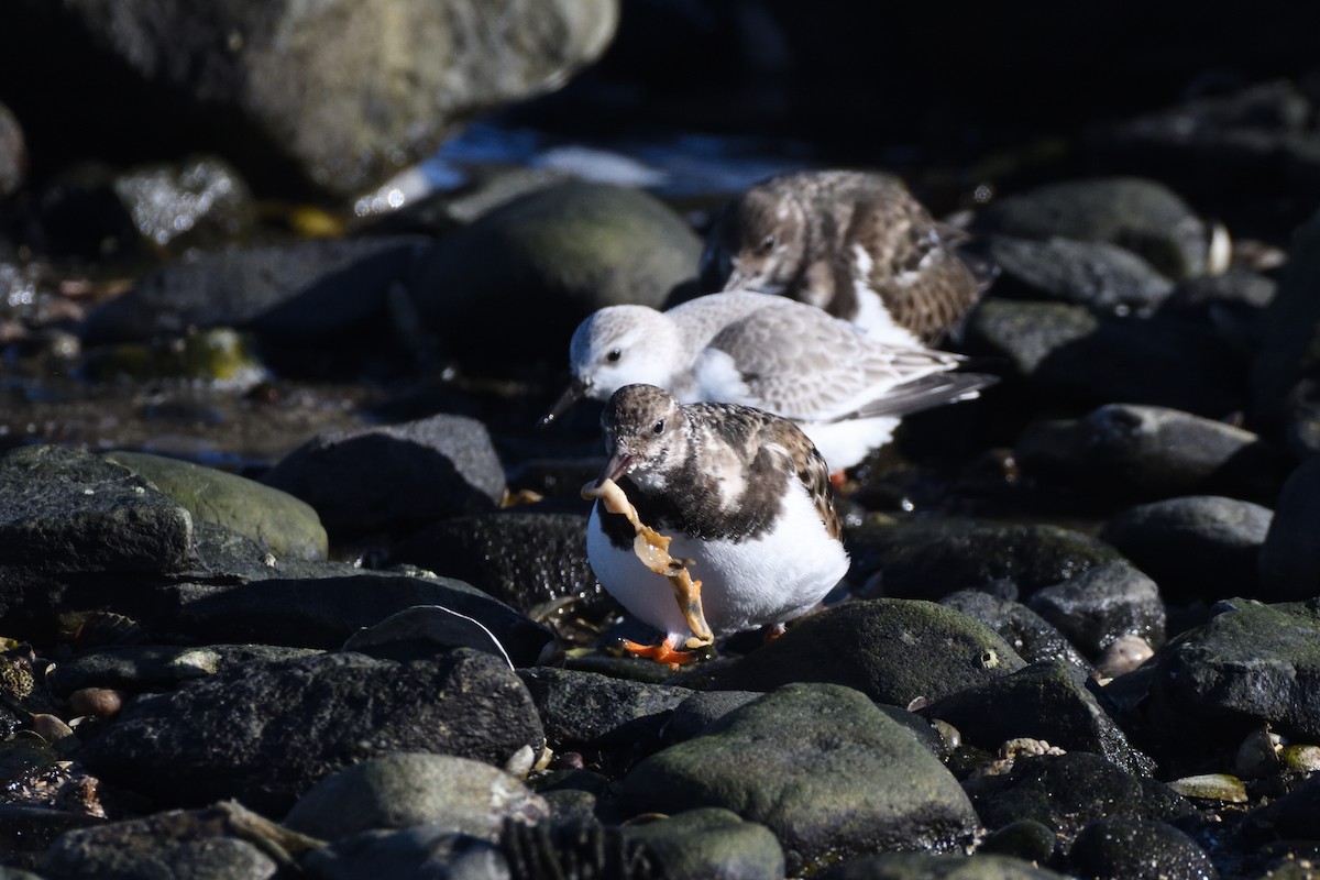 Harri-iraulari arrunta - ML646987705