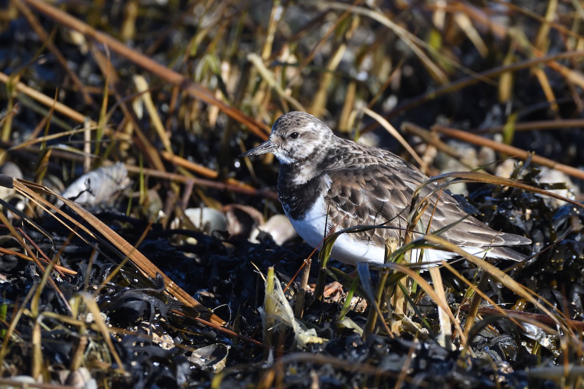 Harri-iraulari arrunta - ML646987707