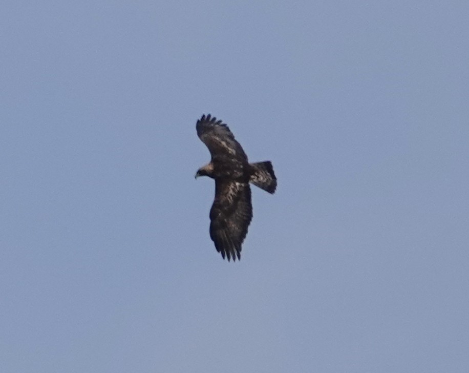 イヌワシ - ML646987709