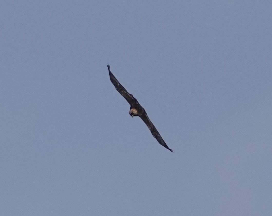 イヌワシ - ML646987710