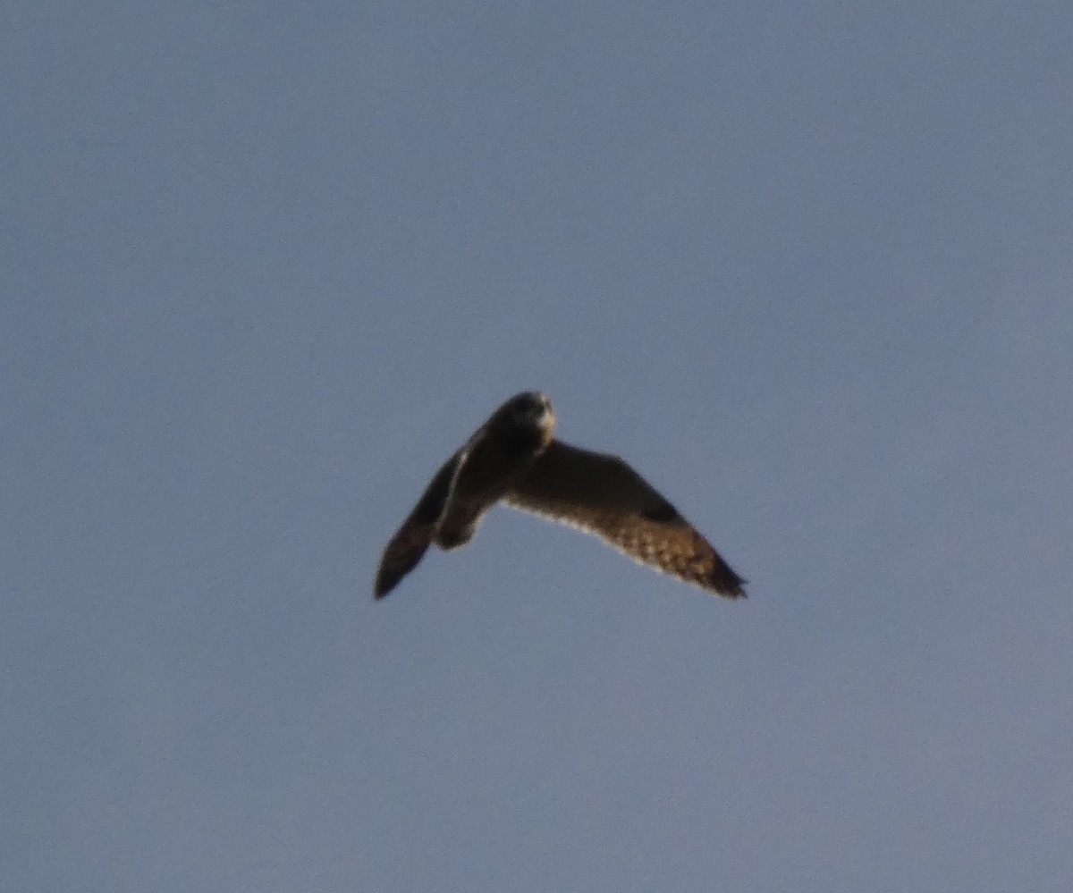 Búho Campestre - ML646987713