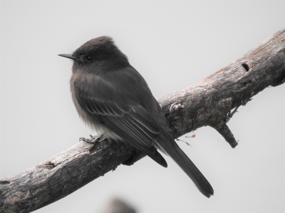 Black Phoebe - ML646987720