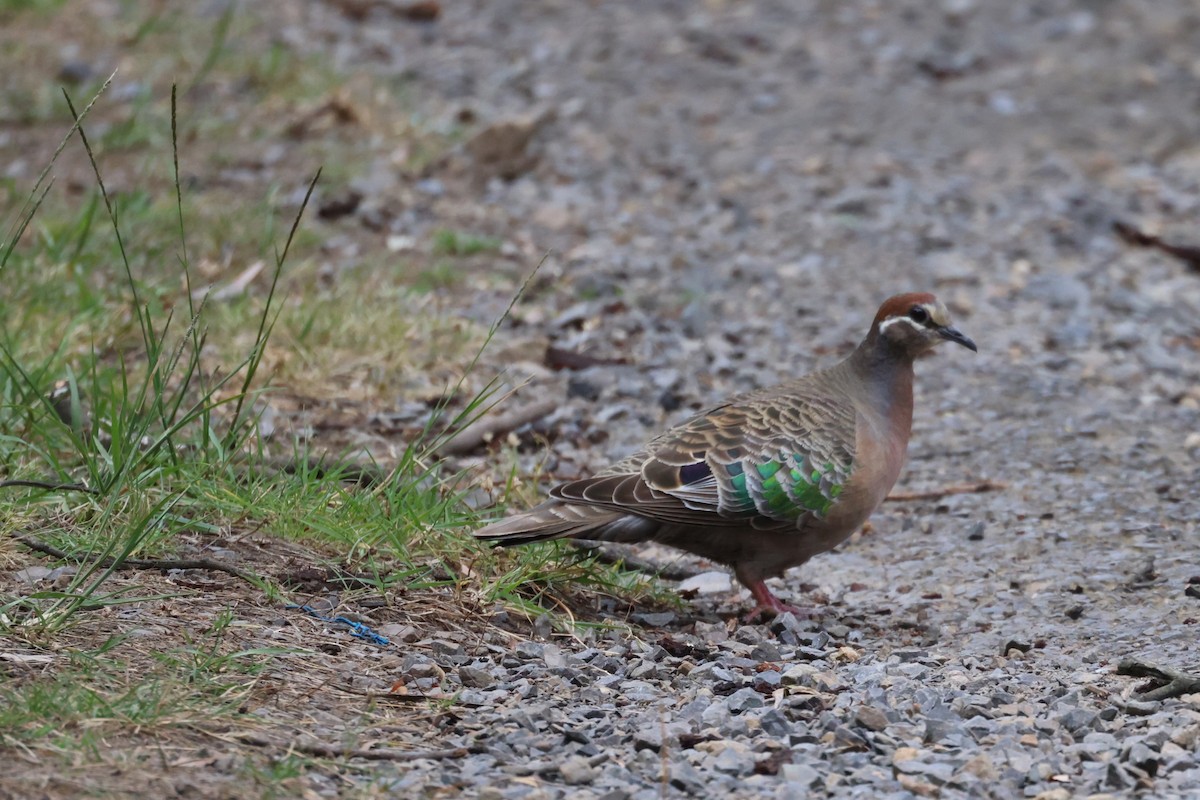 Common Bronzewing - ML646987721