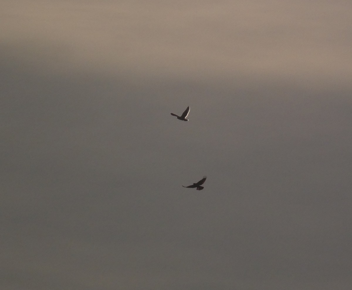 Búho Campestre - ML646987722