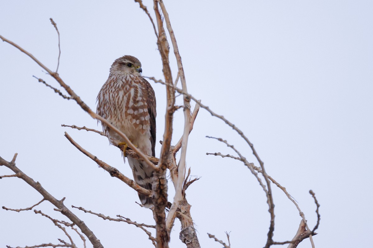 Boz Doğan - ML646987731