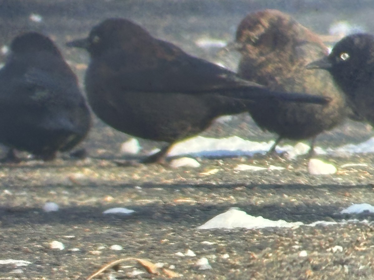 Ржавчатый трупиал - ML646987732