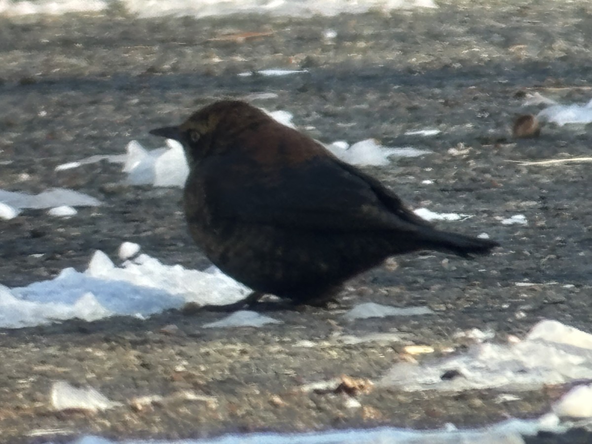 Ржавчатый трупиал - ML646987734