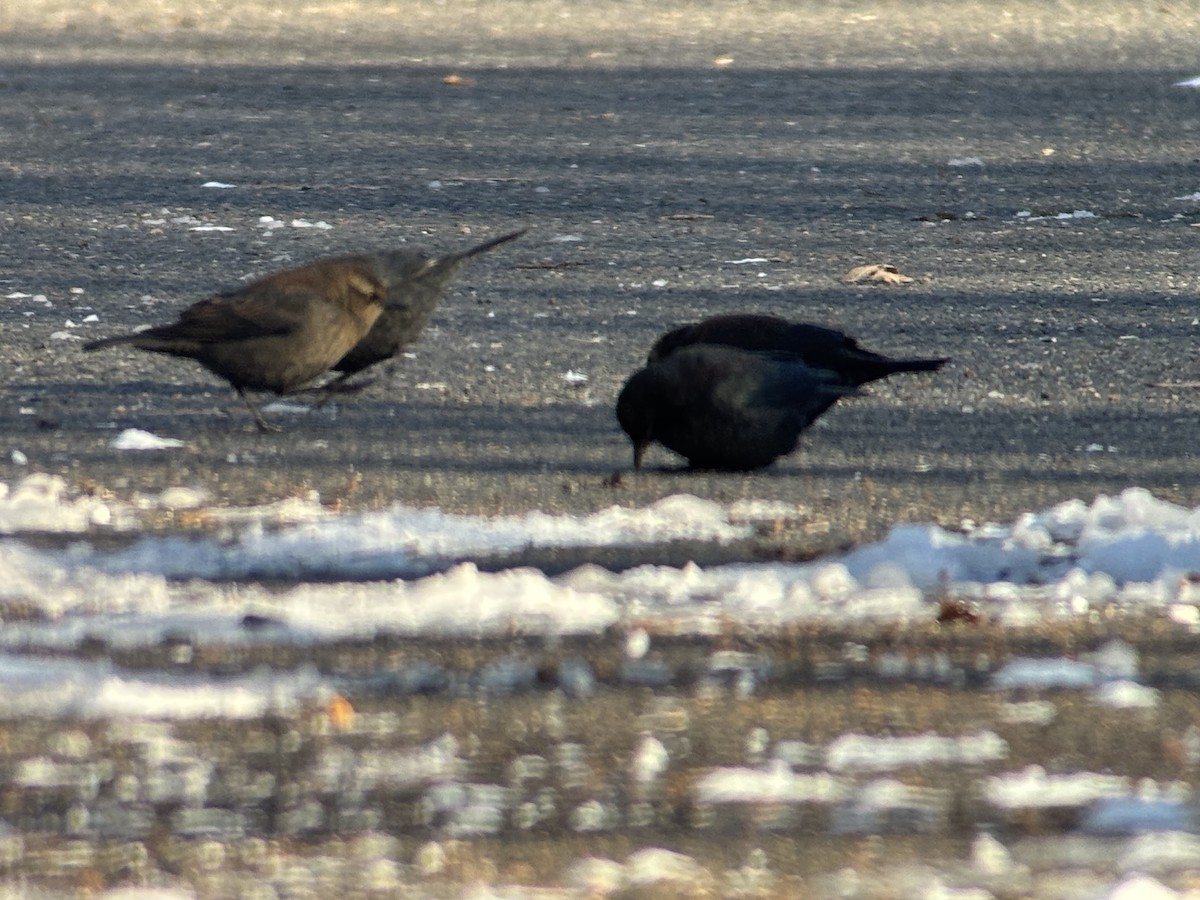Ржавчатый трупиал - ML646987735