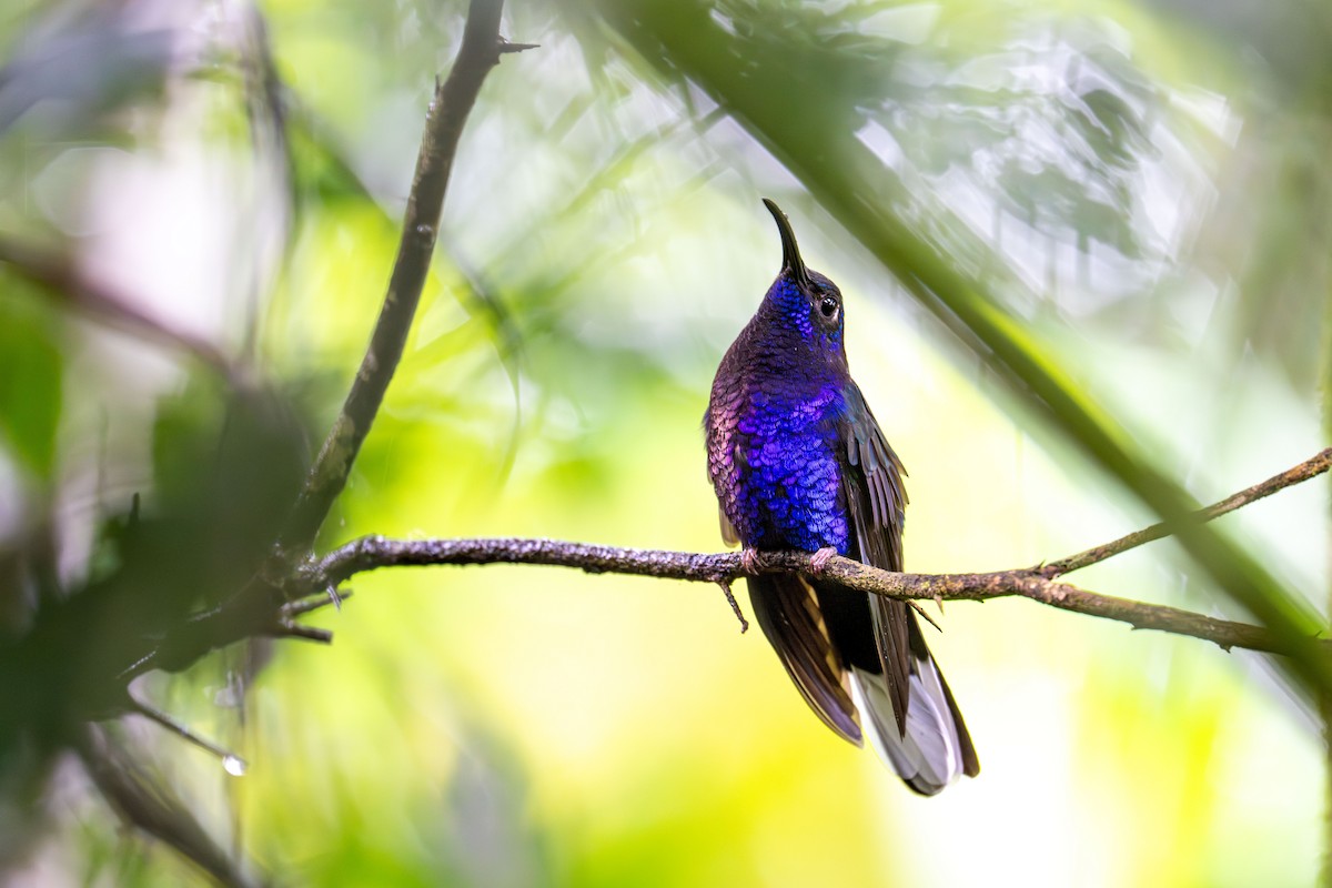 Violet Sabrewing - ML646987736