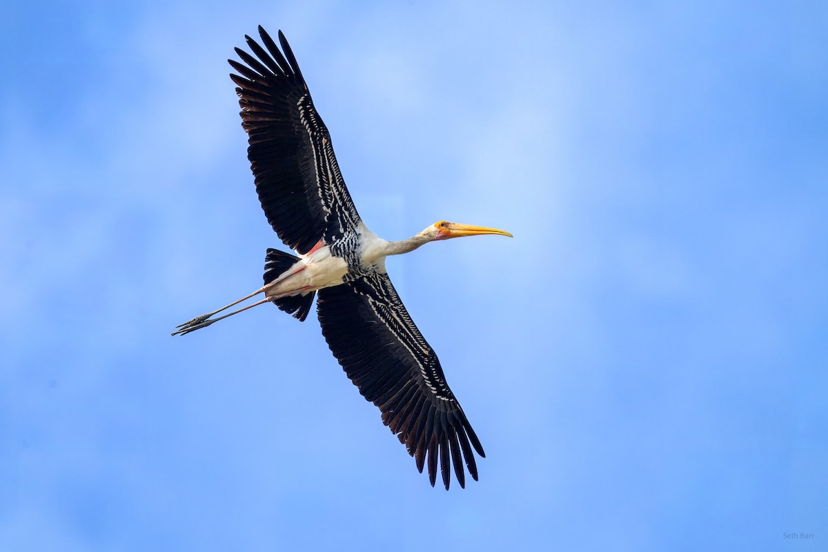 Painted Stork - ML646987737