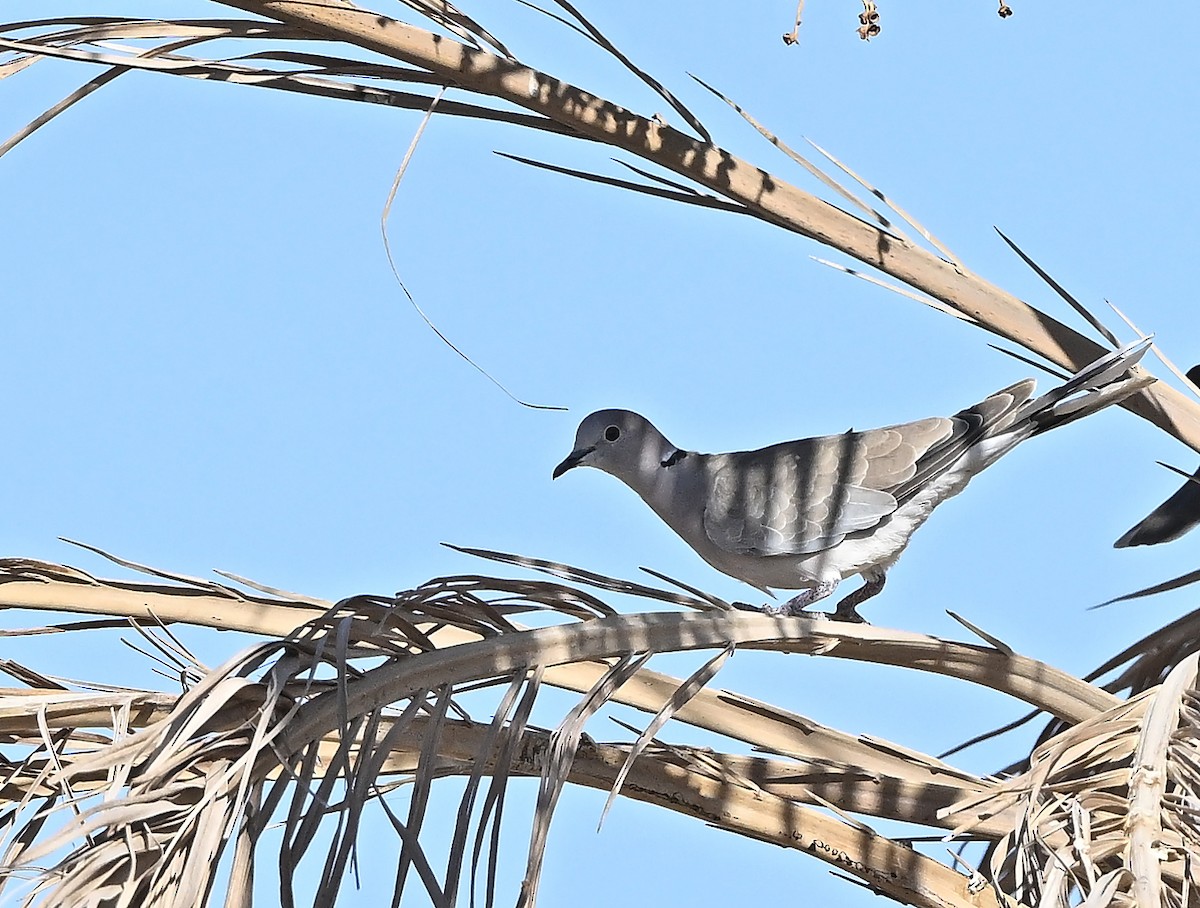 Usapal afrikarra - ML646987738