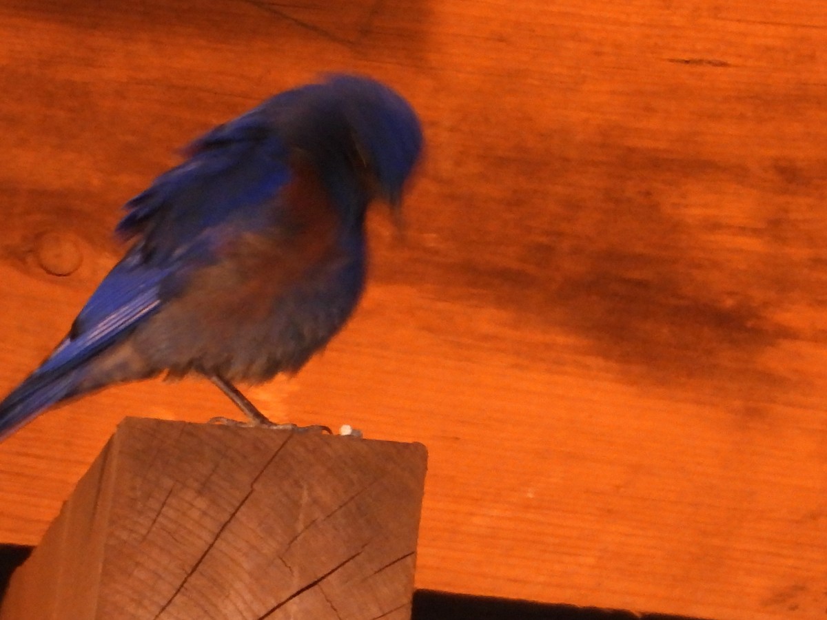 salašník západní - ML646987745