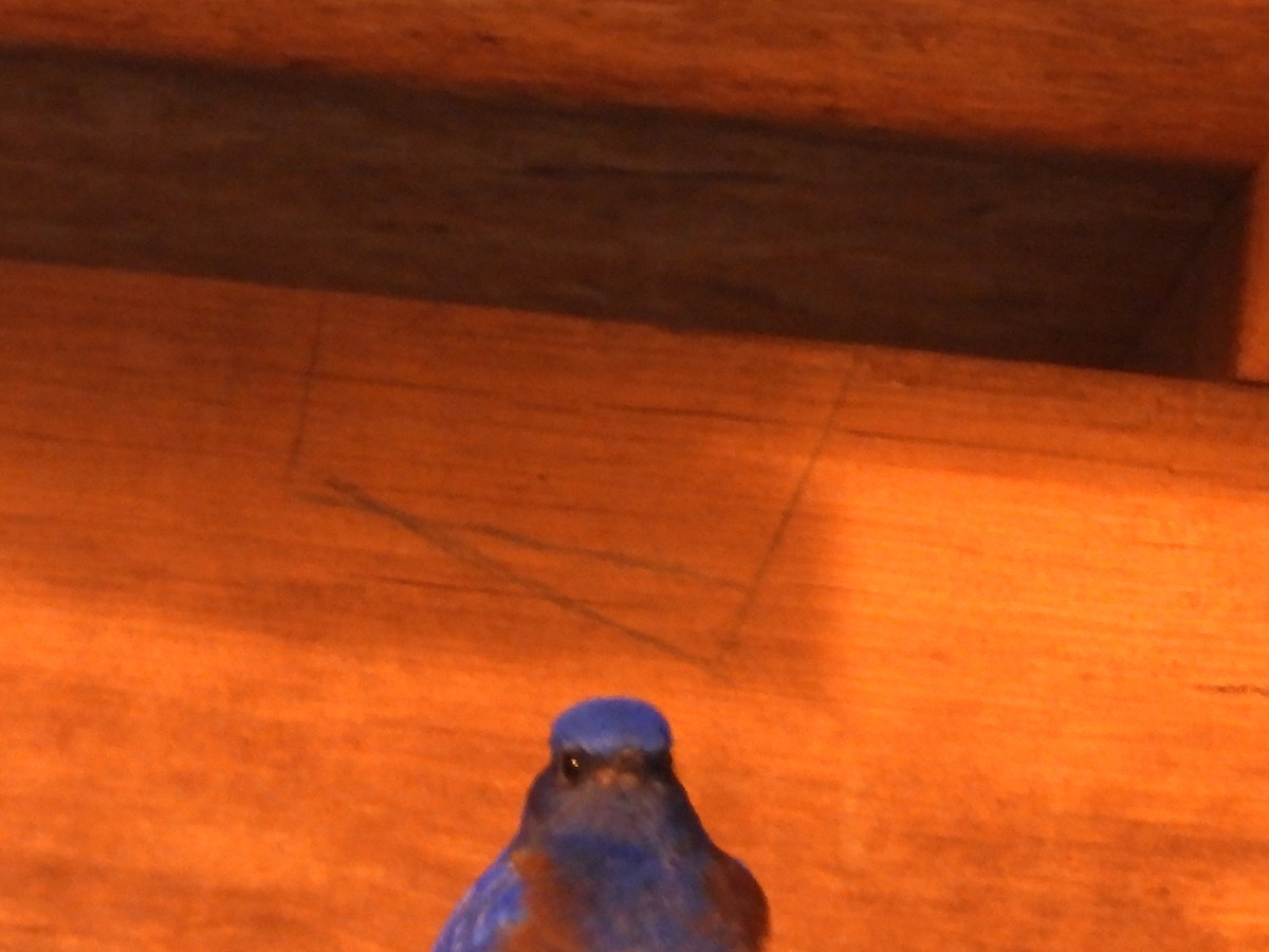 salašník západní - ML646987746