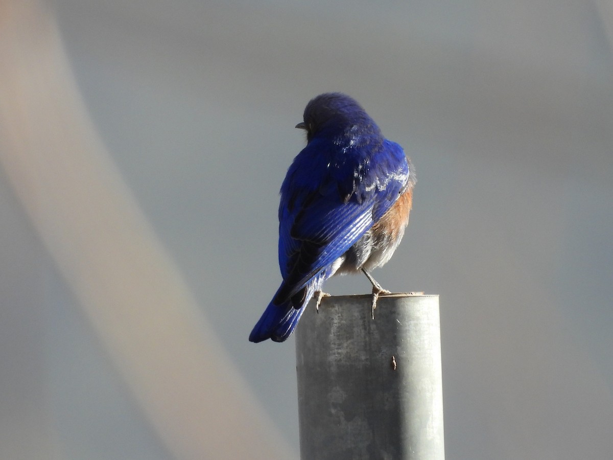 salašník západní - ML646987747