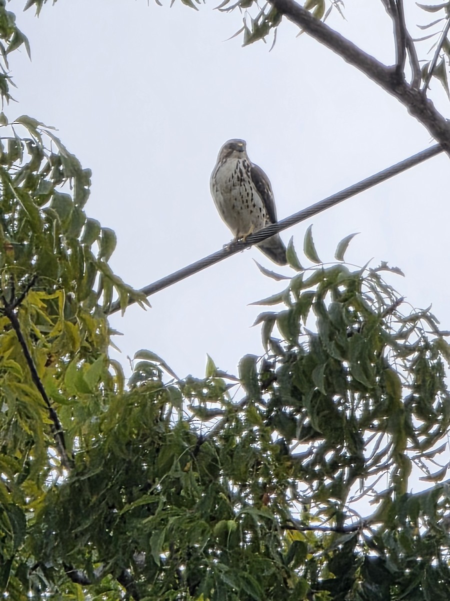Broad-winged Hawk - ML646987753