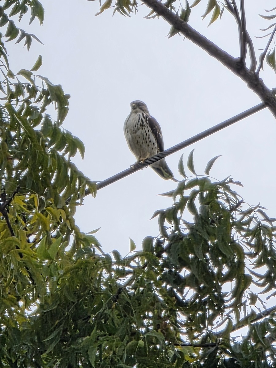 Broad-winged Hawk - ML646987755