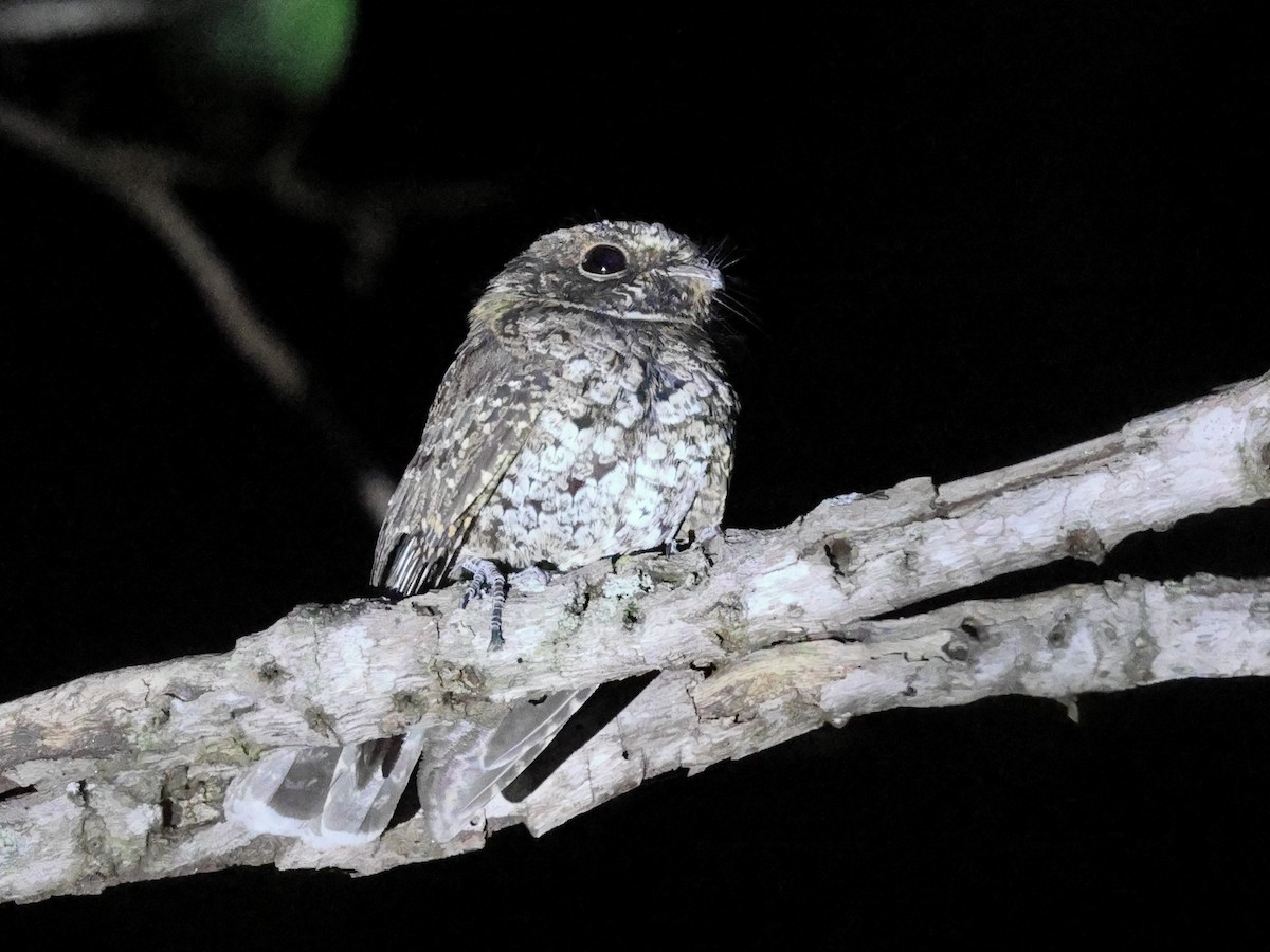 Пораке гаїтійський - ML646987756