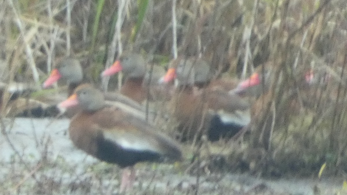 Kara Karınlı Islıkçı Ördek - ML646987758