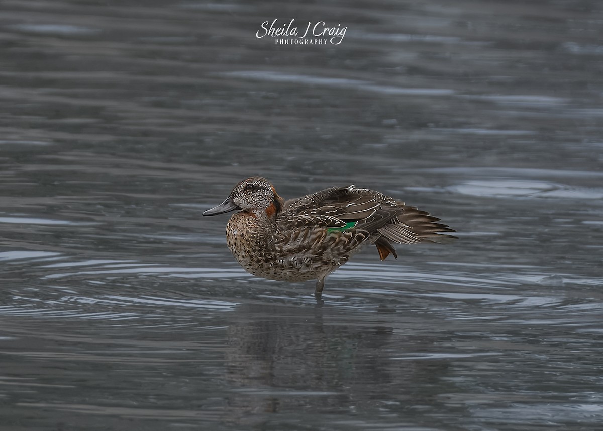 Zertzeta arrunta (amerikarra) - ML646987767