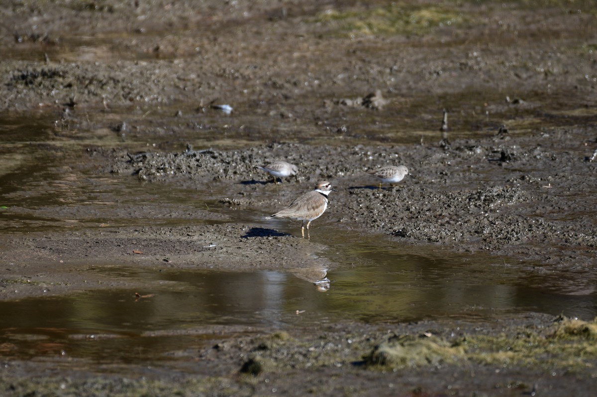 Keilschwanz-Regenpfeifer - ML646987768