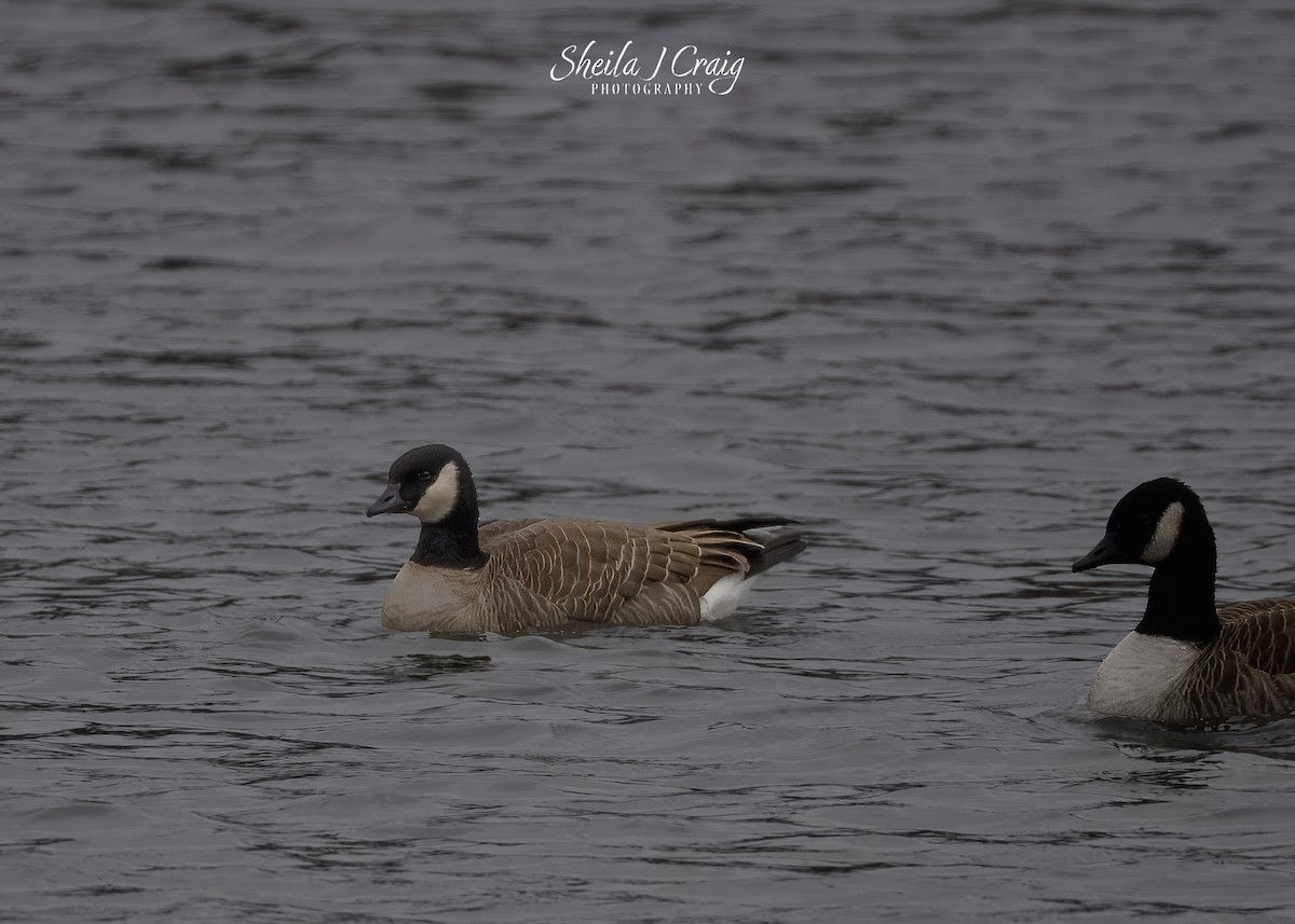 Cackling Goose (Richardson's) - ML646987769