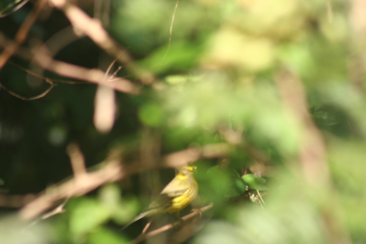 lesňáček pokřovní - ML646987772