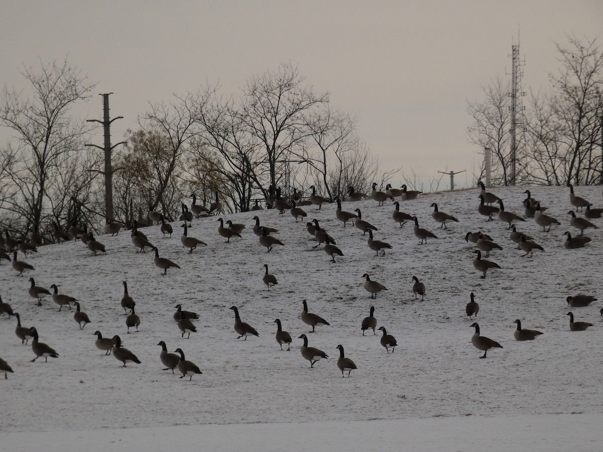 Barnacla Canadiense Grande - ML646987783