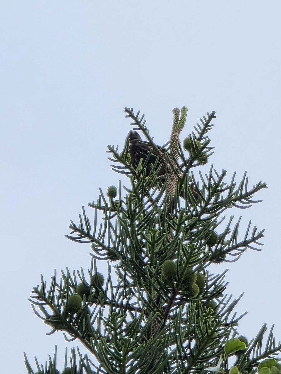 Short-tailed Hawk - ML646987784