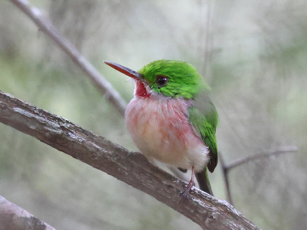 Тоді широкодзьобий - ML646987786