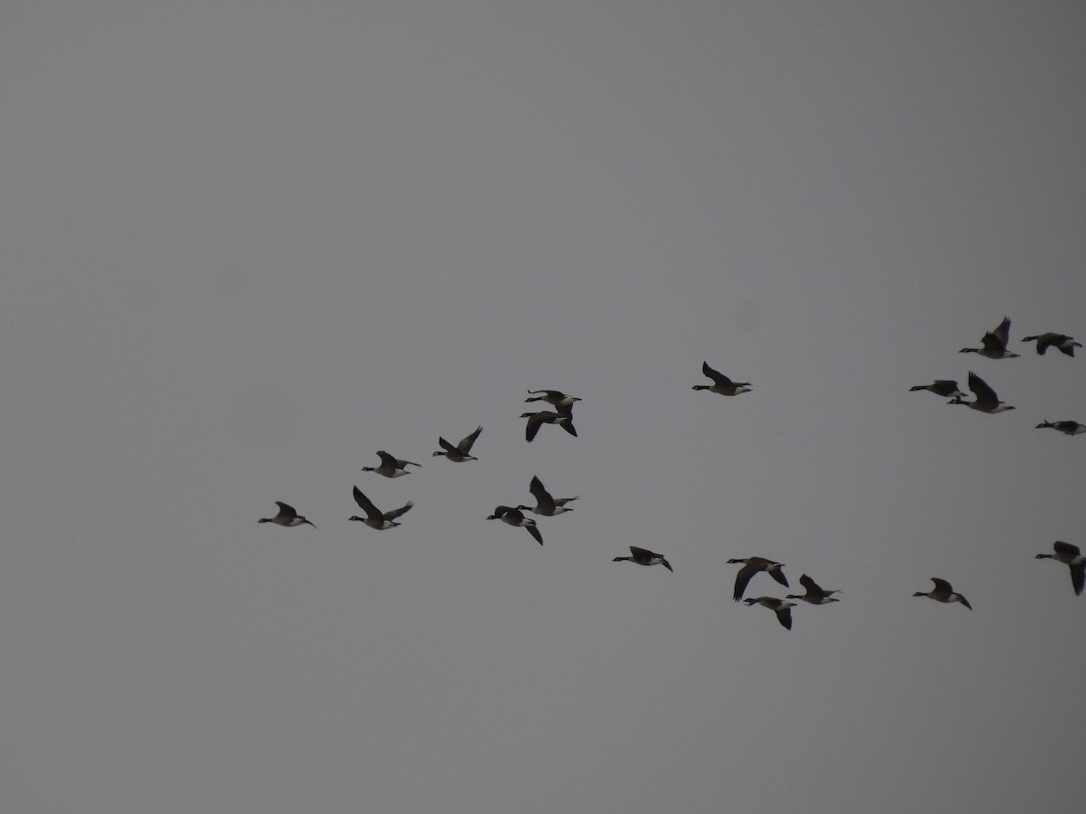 Barnacla Canadiense Grande - ML646987791